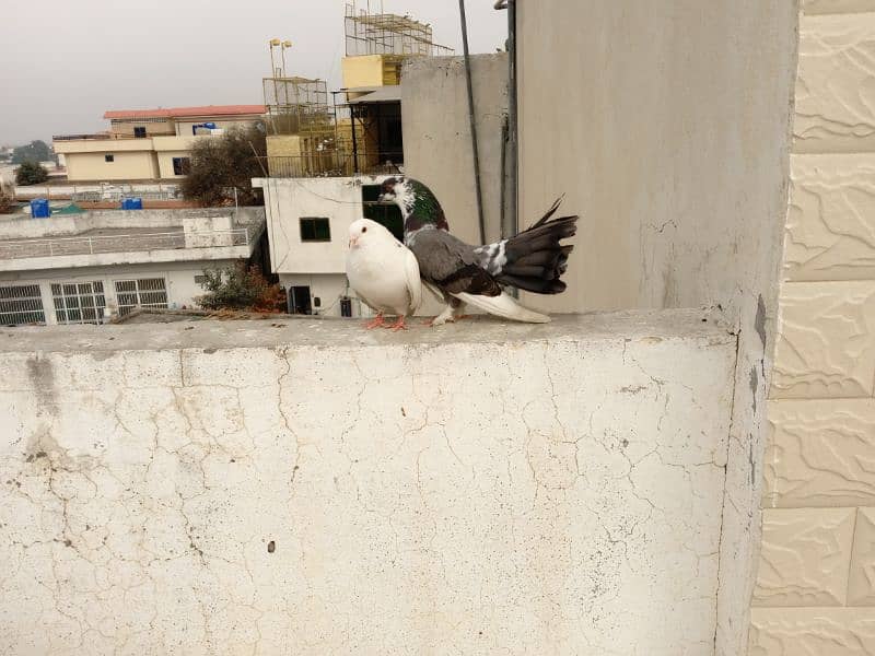 fancy pigeon 3