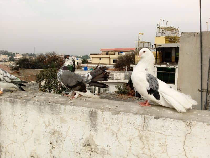 fancy pigeon 4