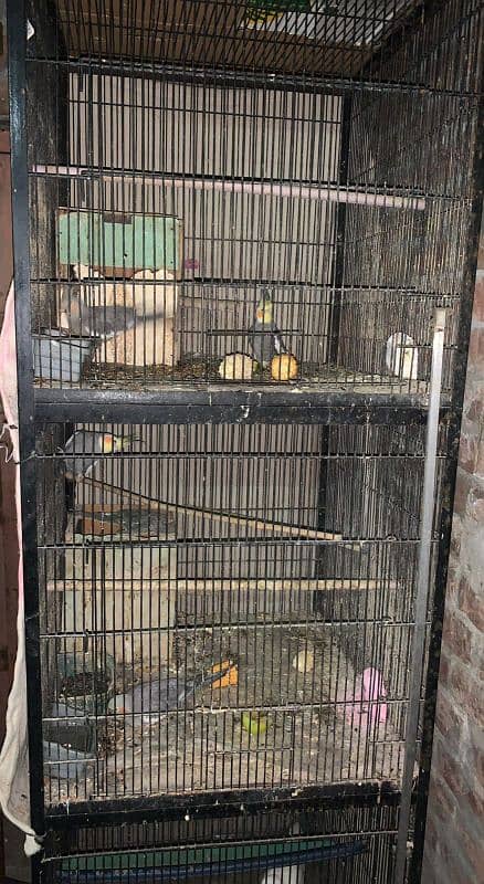 3 portion cage for parrots 1