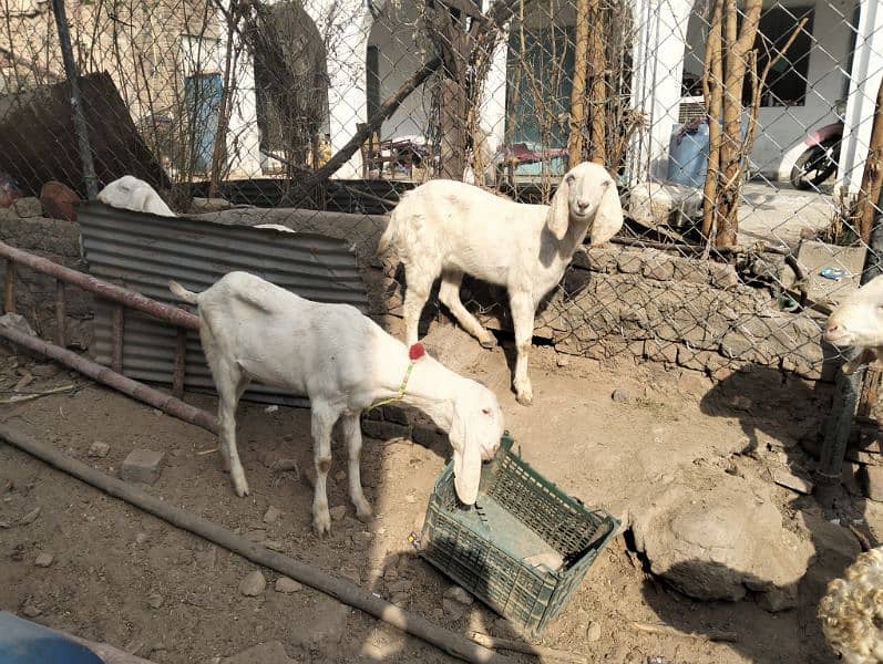 Rajjanpuri goats 0