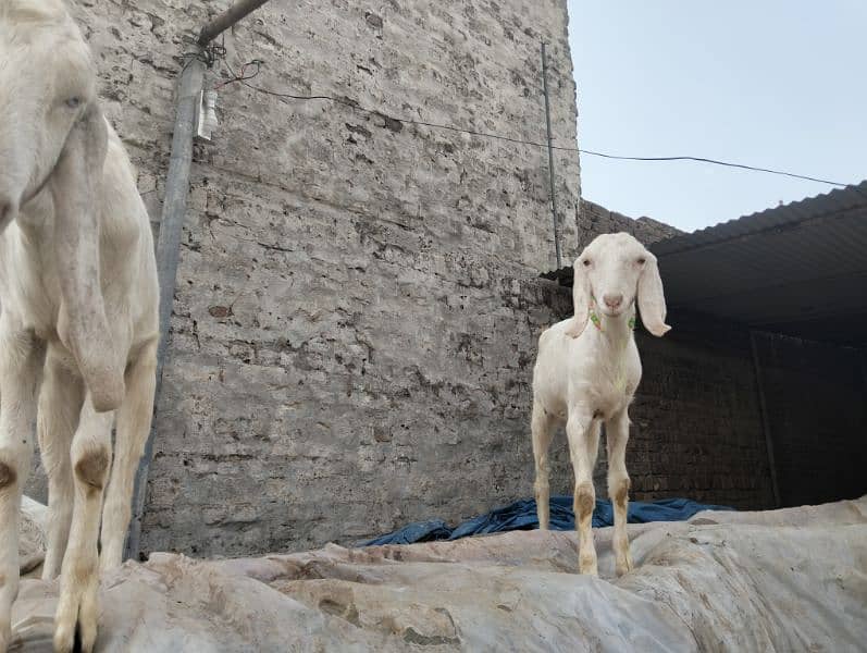 Rajjanpuri goats 1