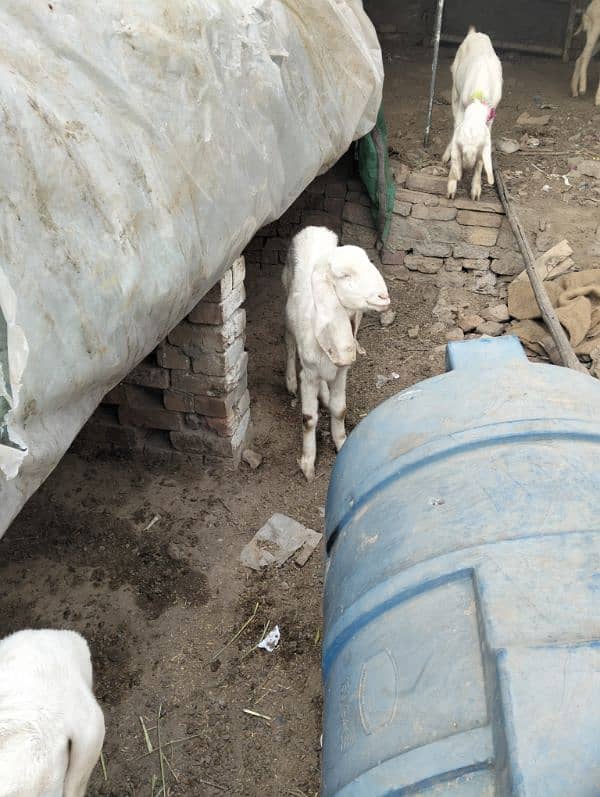 Rajjanpuri goats 2