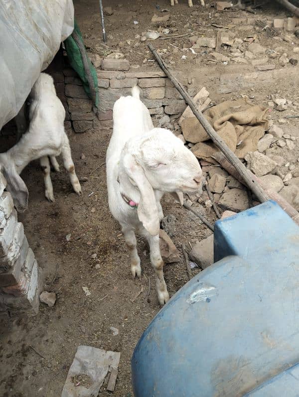 Rajjanpuri goats 3