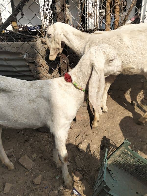 Rajjanpuri goats 4