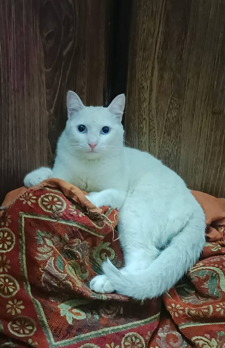 American white cat with blue eyes 0