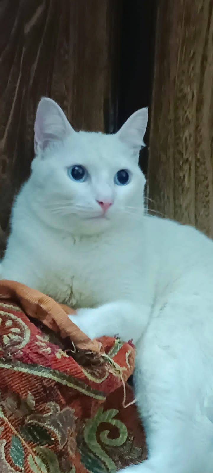 American white cat with blue eyes 1