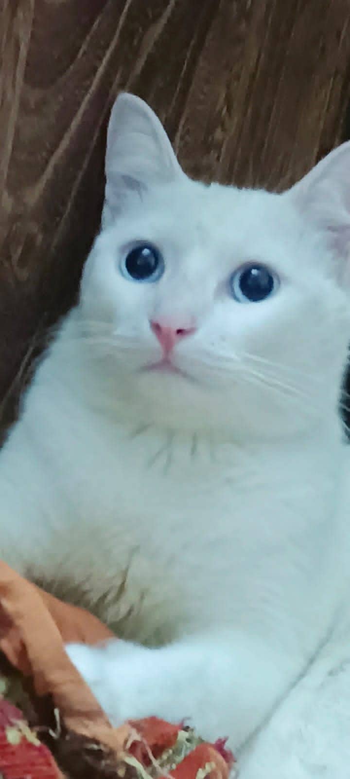 American white cat with blue eyes 2