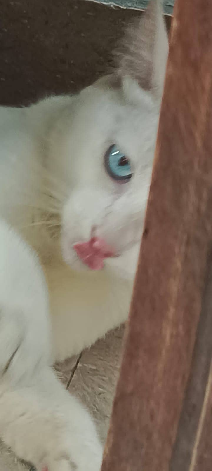 American white cat with blue eyes 3