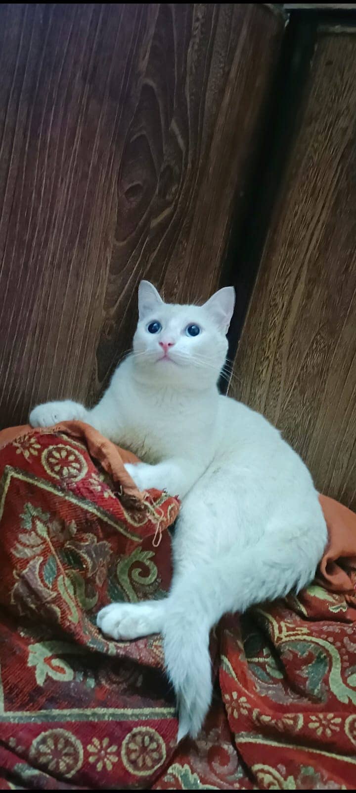 American white cat with blue eyes 5