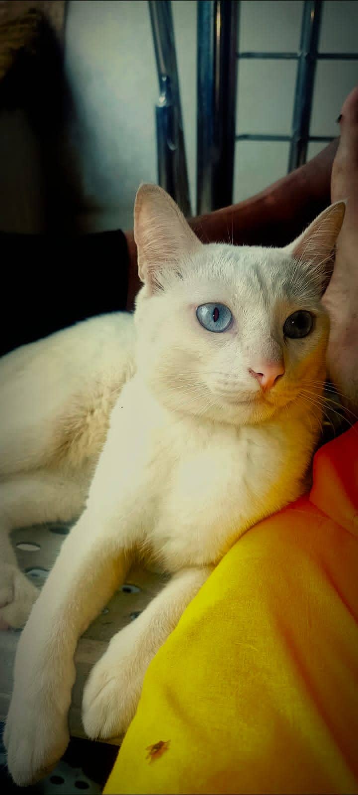 American white cat with blue eyes 6