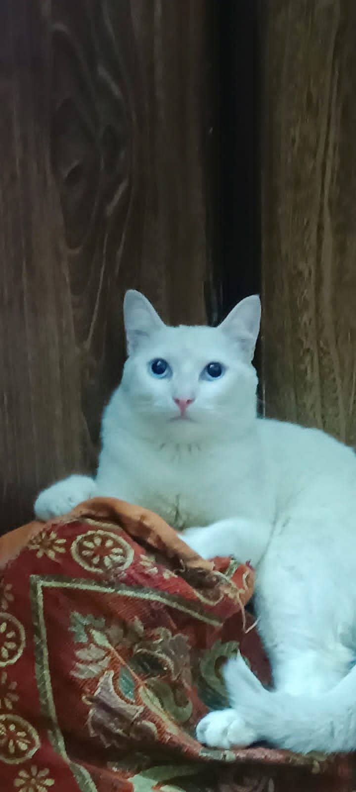 American white cat with blue eyes 8