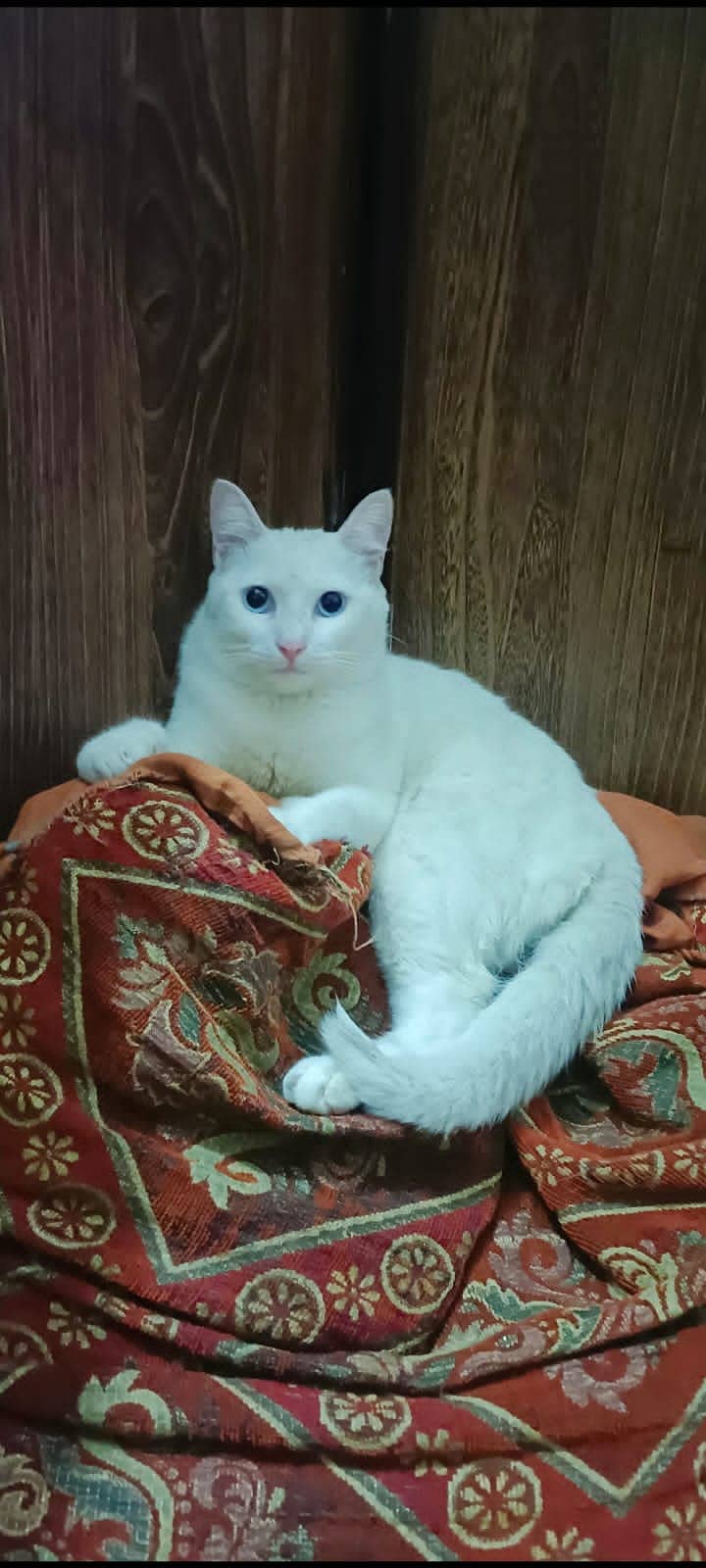 American white cat with blue eyes 9