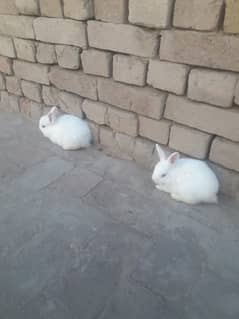 2 rabbets male and female