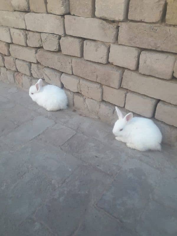 2 rabbets male and female 0