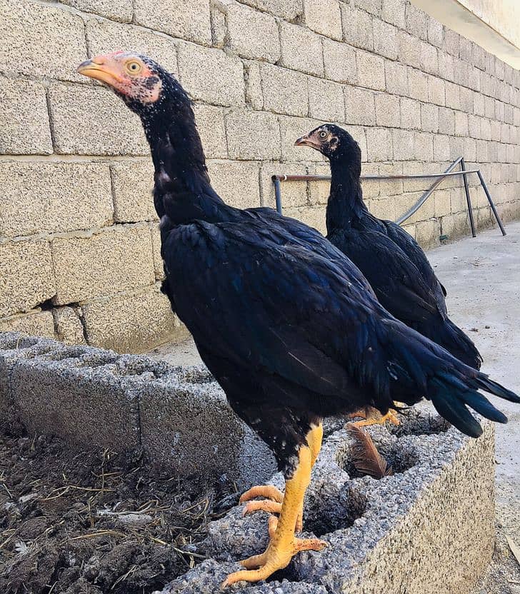 Lasani Aseel Pair black mushka breed mushka pair lassani chicks 0