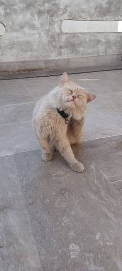 Persian cat male tripple coated