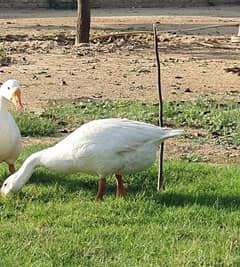 Long neck duck