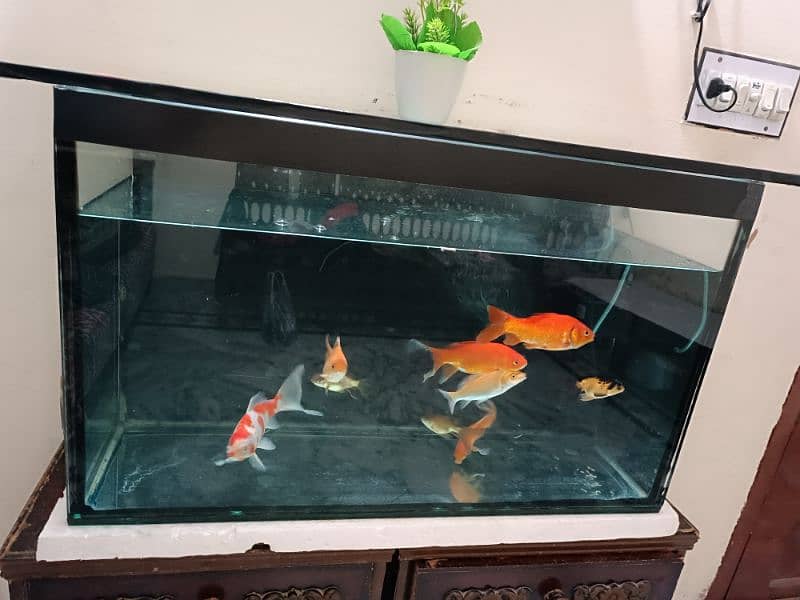 Brand New 3ft Aquarium For Sale 0