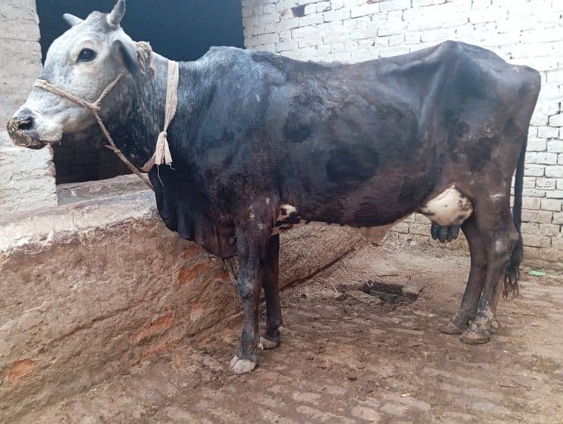 FRESHLY DELIVERED COW WITH MALE CALF TAZA SUI SATH BACHRRA 0