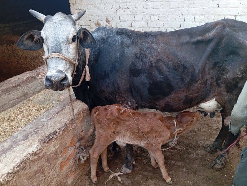 FRESHLY DELIVERED COW WITH MALE CALF TAZA SUI SATH BACHRRA 1