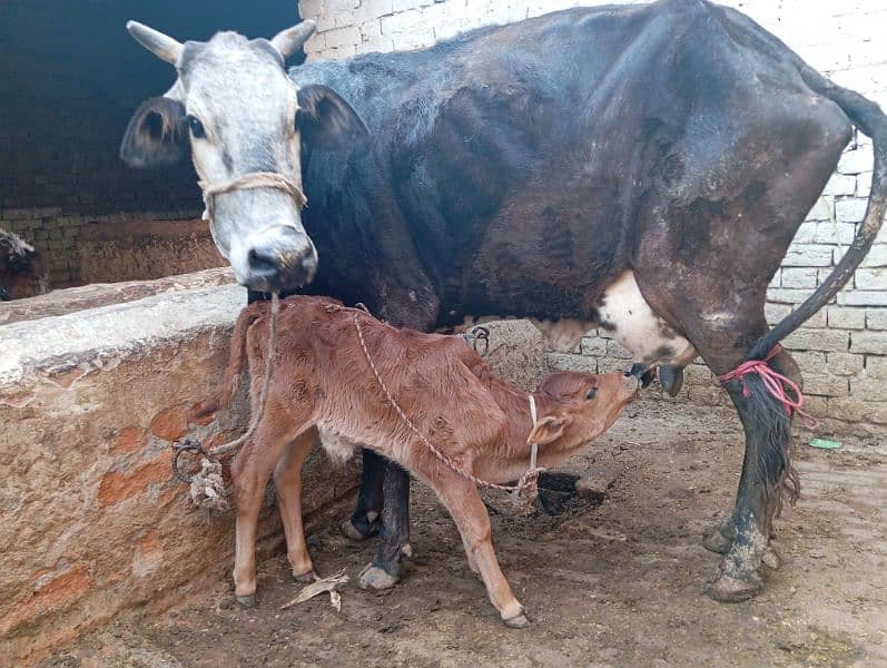 FRESHLY DELIVERED COW WITH MALE CALF TAZA SUI SATH BACHRRA 2