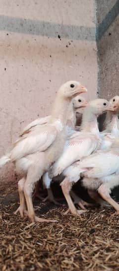 White o Shamo chicks / chicks / hens / aseel / fancy / Shamo / female