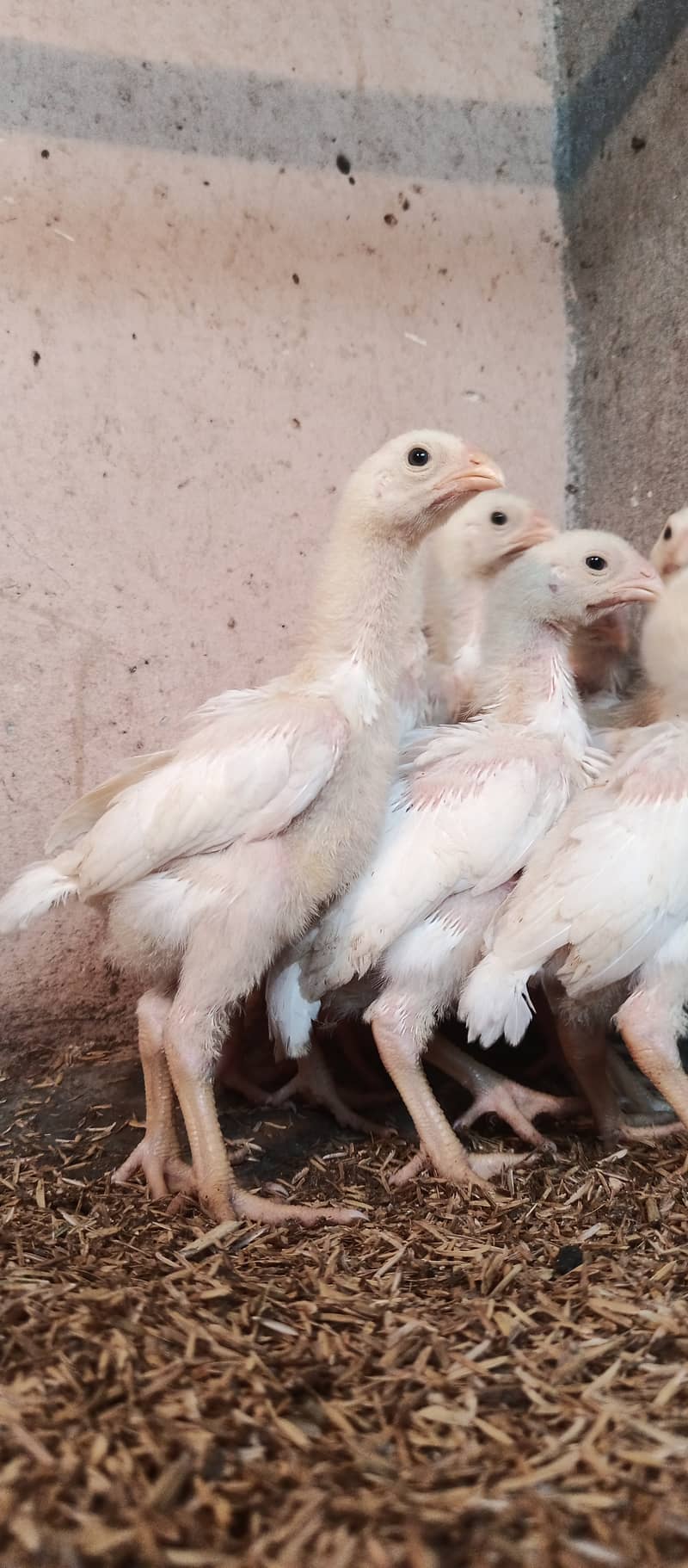 White o Shamo chicks / chicks / hens / aseel / fancy / Shamo / female 1