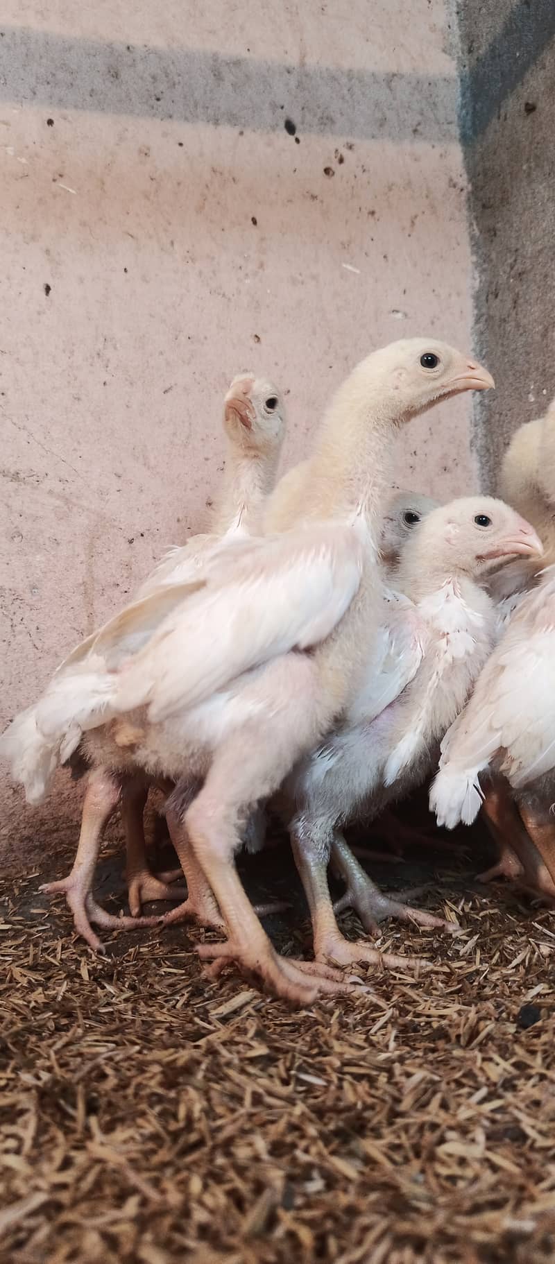 White o Shamo chicks / chicks / hens / aseel / fancy / Shamo / female 2