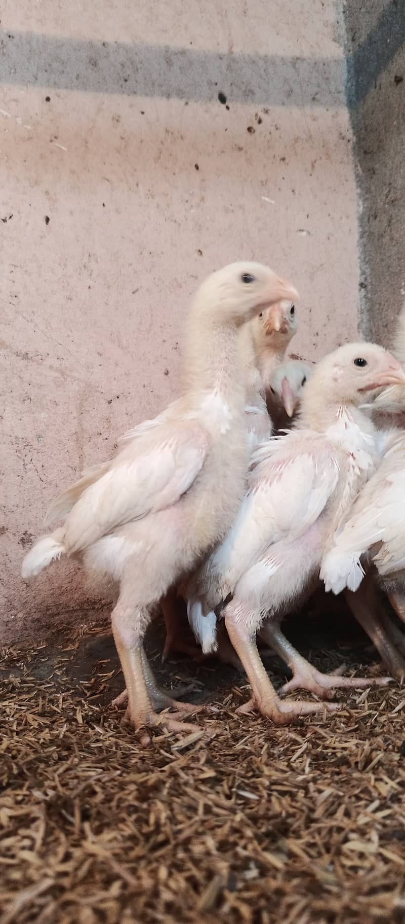 White o Shamo chicks / chicks / hens / aseel / fancy / Shamo / female 3