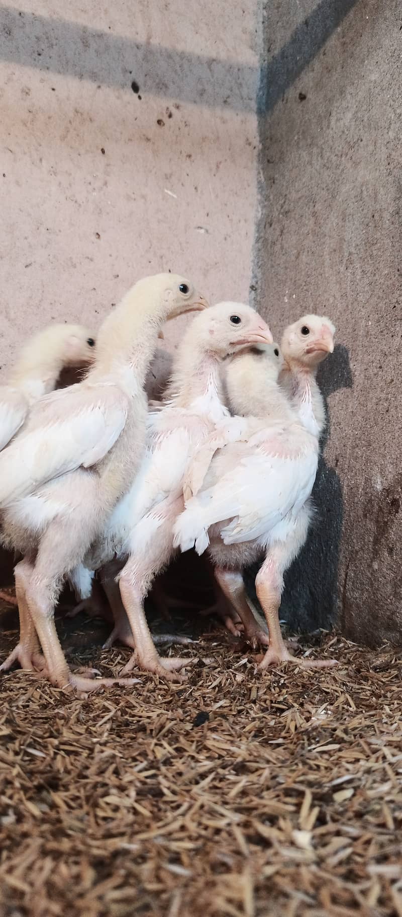 White o Shamo chicks / chicks / hens / aseel / fancy / Shamo / female 4