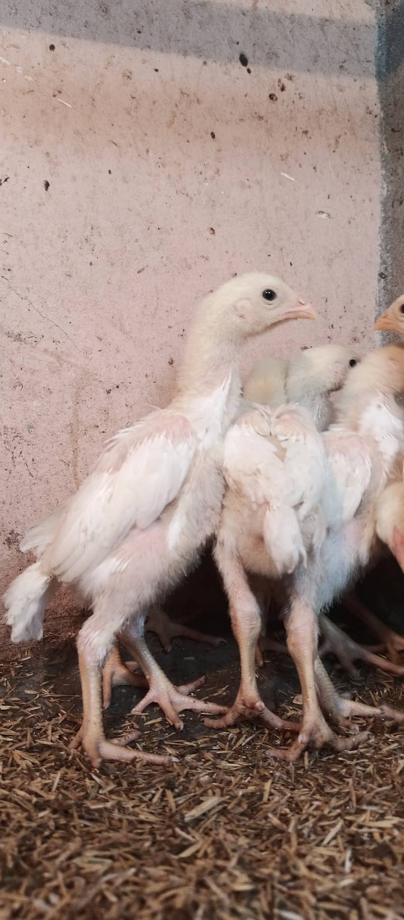 White o Shamo chicks / chicks / hens / aseel / fancy / Shamo / female 5