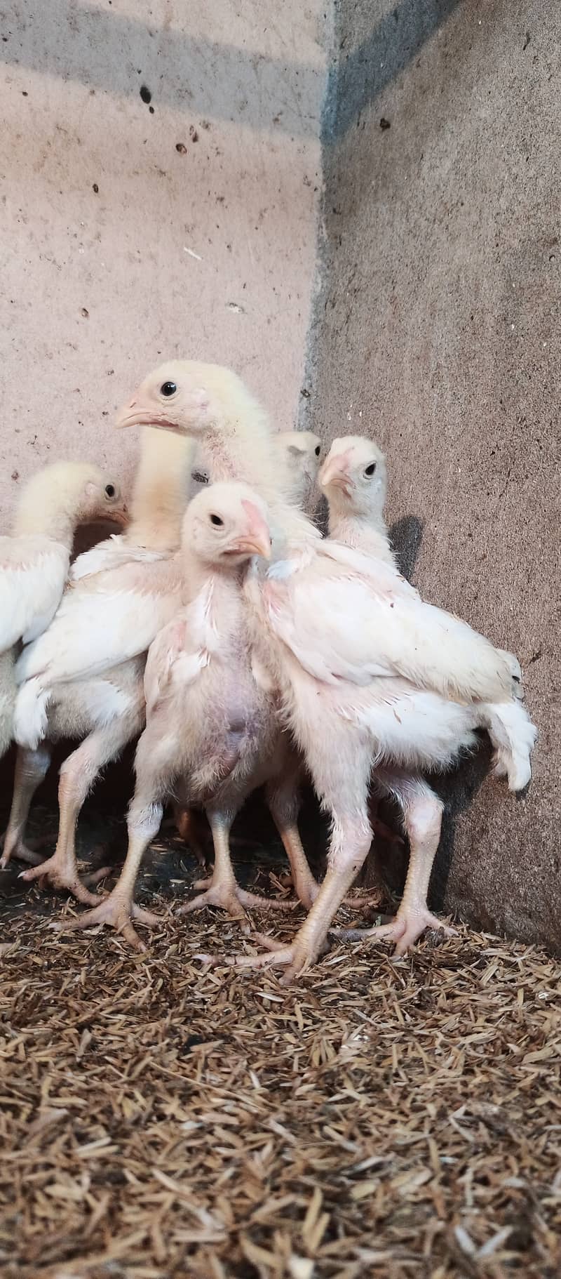 White o Shamo chicks / chicks / hens / aseel / fancy / Shamo / female 6