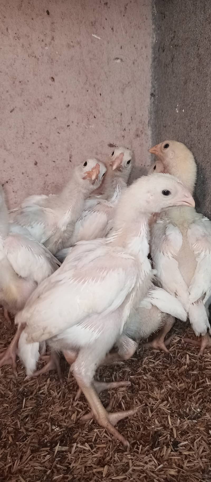 White o Shamo chicks / chicks / hens / aseel / fancy / Shamo / female 7