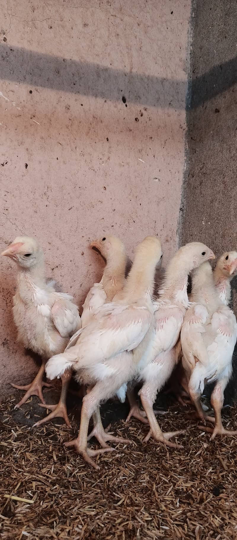 White o Shamo chicks / chicks / hens / aseel / fancy / Shamo / female 8