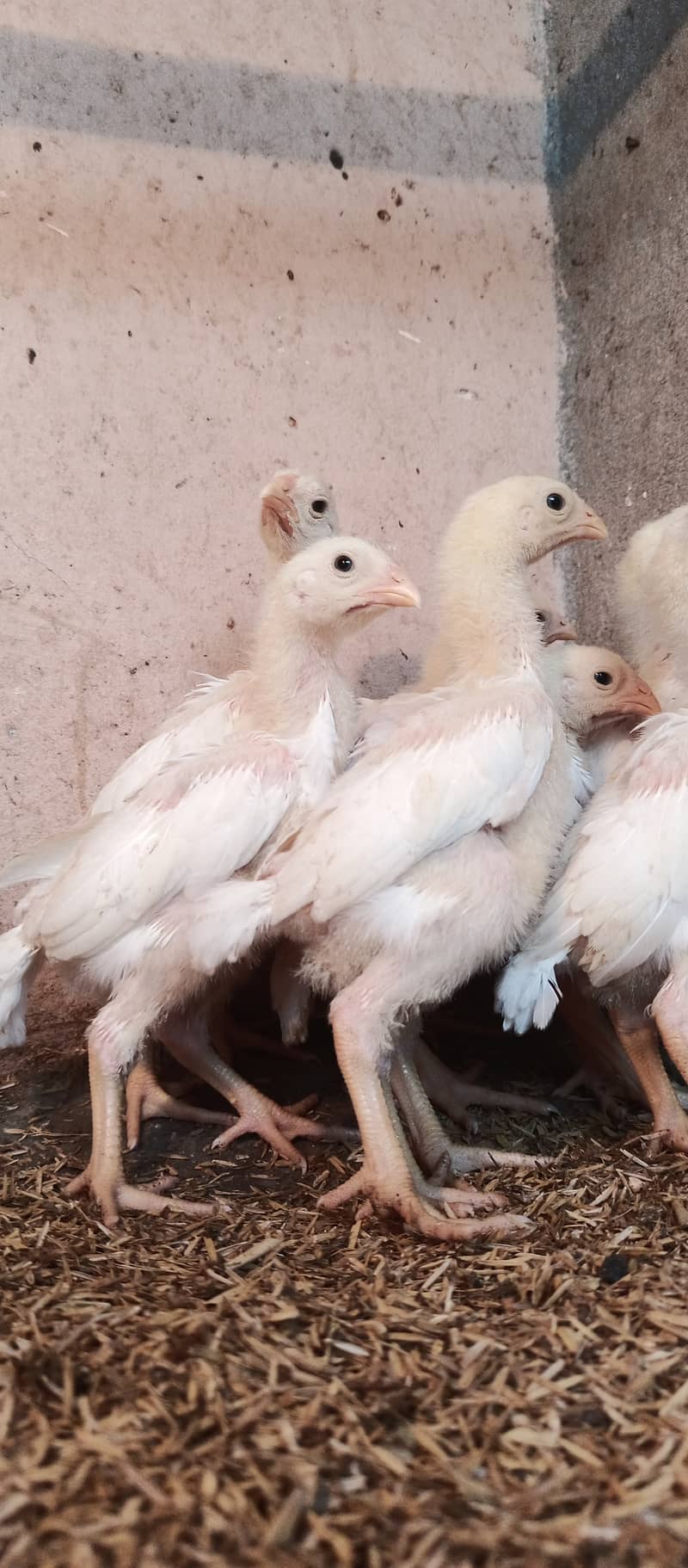 White o Shamo chicks / chicks / hens / aseel / fancy / Shamo / female 9