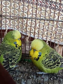 Exhibition parrots