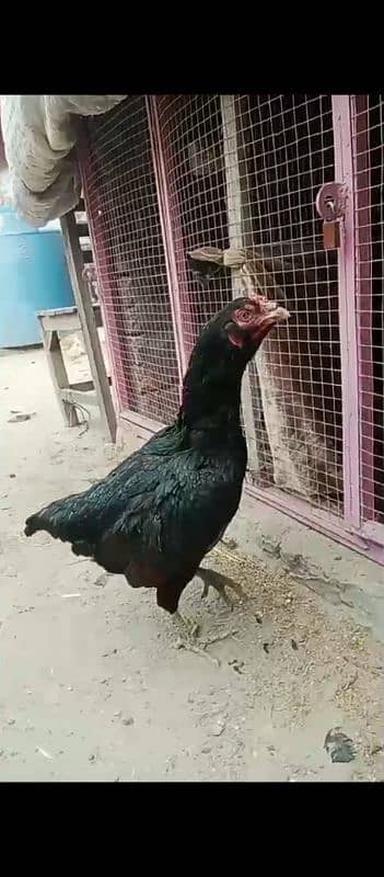 thai aseel hen for sale 03010118477 0