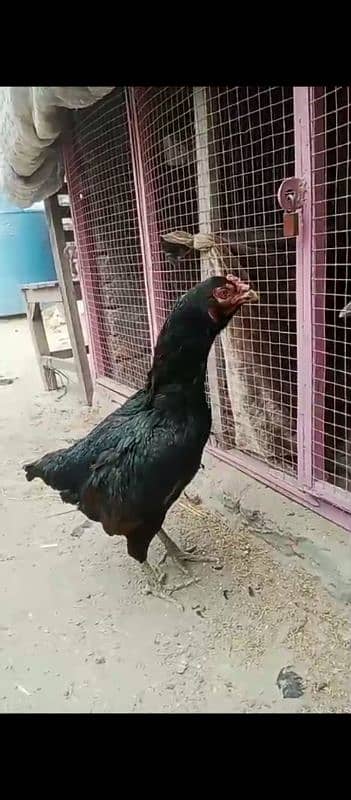 thai aseel hen for sale 03010118477 1