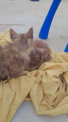 Calico kittens pair