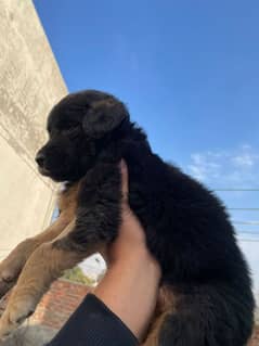 german sheperd long coat puppy