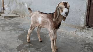 bisar baby male goat