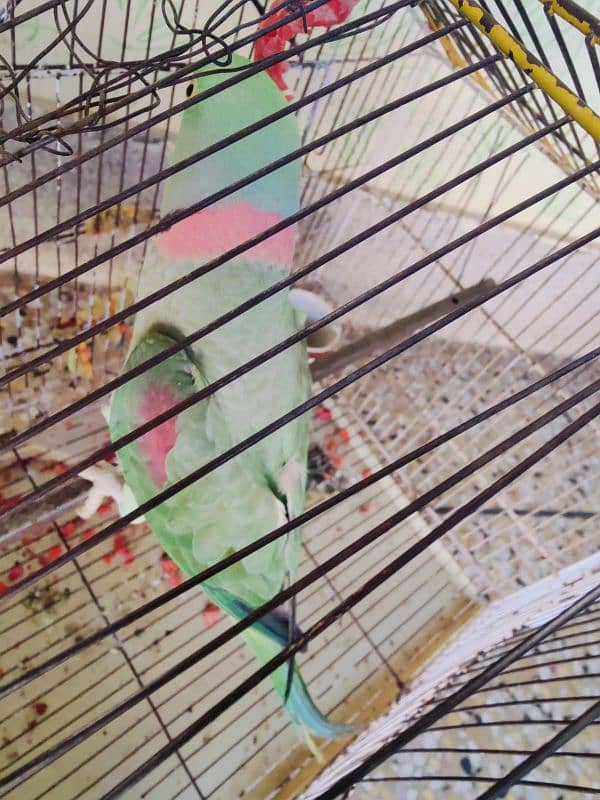 Male parrot bolany wala pahari tota 0