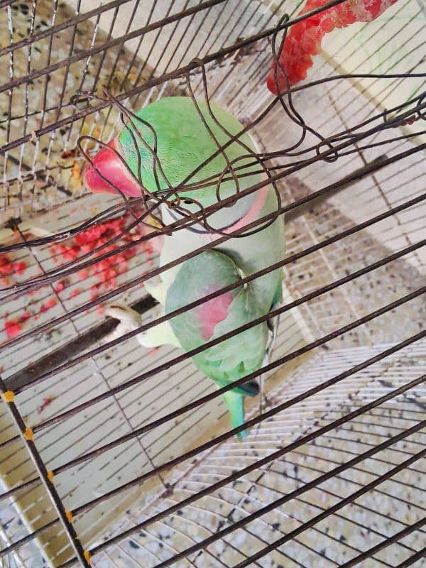 Male parrot bolany wala pahari tota 1