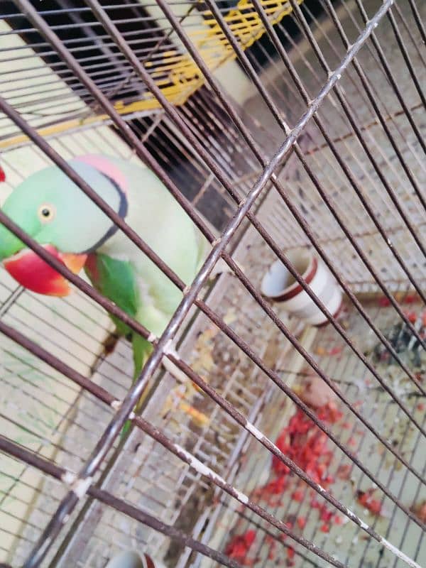 Male parrot bolany wala pahari tota 3