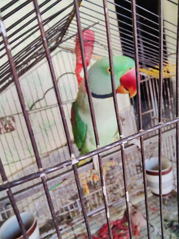 Male parrot bolany wala pahari tota 4