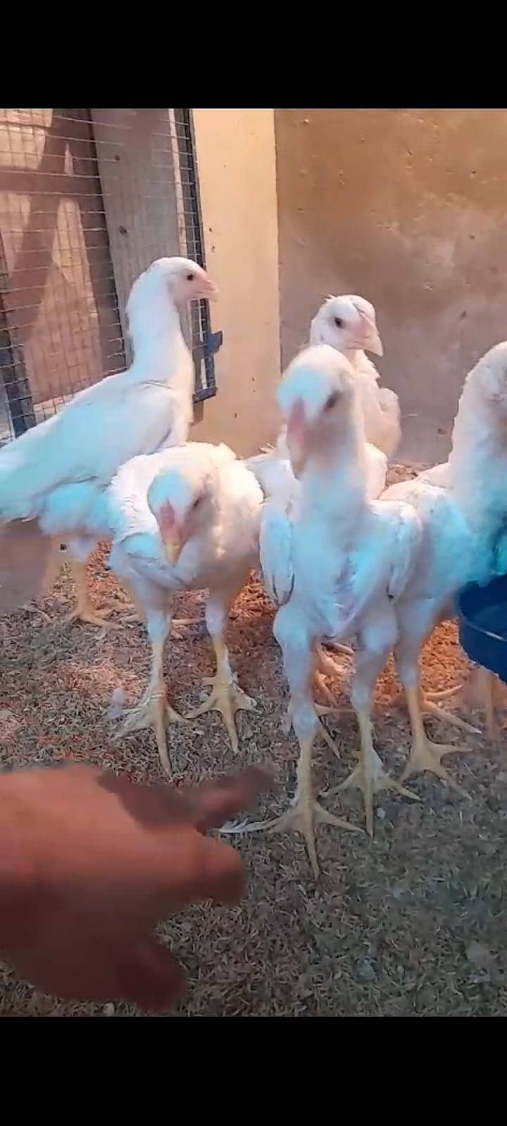 White O Shamoo Eggs and Chicks available 1