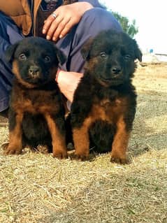 German shepherd long Cout pair 2 mahnt for sale