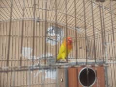 Lovebird Femal breed