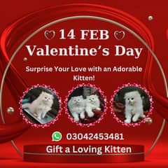 Persian kittens | triple Coated | Punch Face kittens | Persian Cat