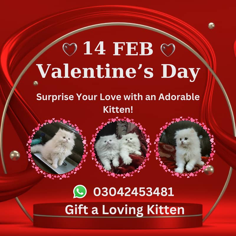 Persian kittens | triple Coated | Punch Face kittens | Persian Cat 0